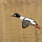 Schellente (Bucephala clangula), Männchen