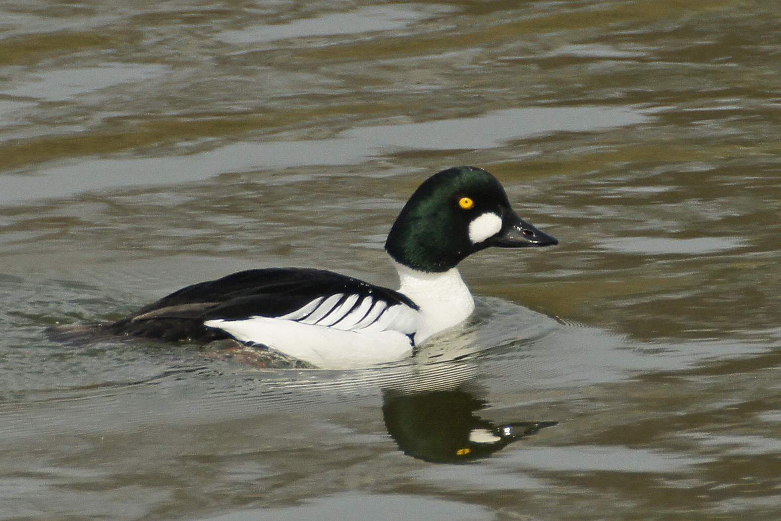 Schellente (Bucephala clangula), Männchen