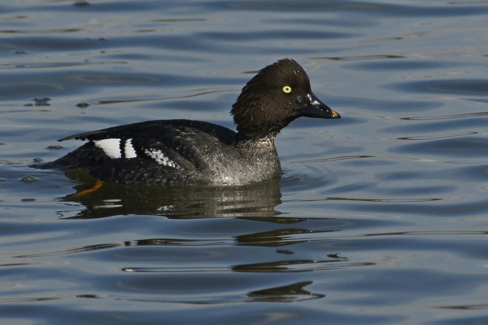 Schellente (Bucephala clangula), Weibchen