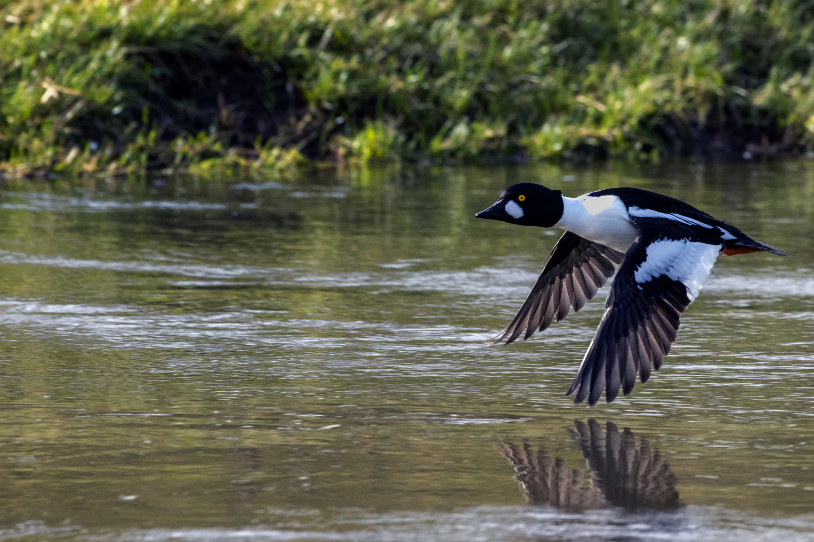 Schellente im Flug