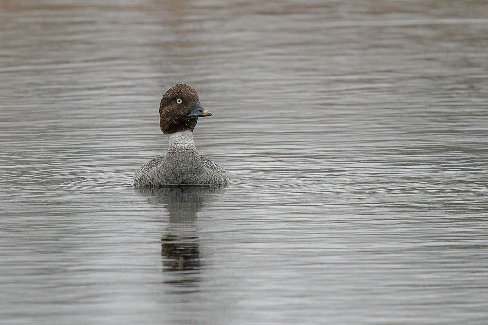 Schellente im Regen