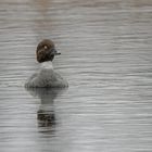 Schellente im Regen