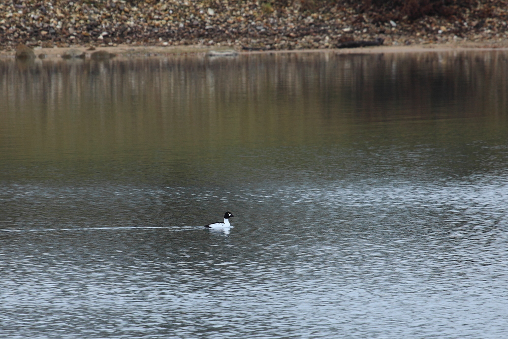 Schellenten am Niederrhein (DOKU)