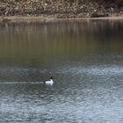 Schellenten am Niederrhein (DOKU)