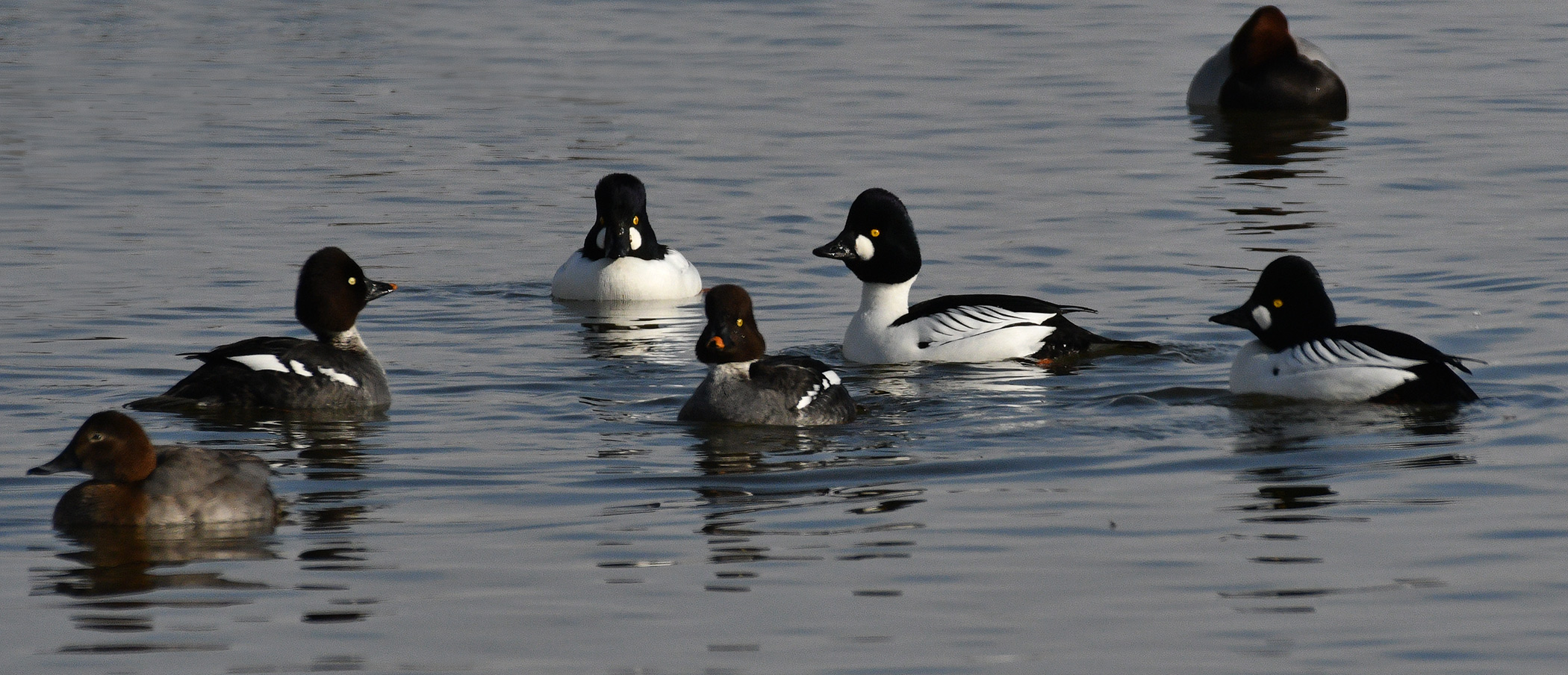 Schellenten   -   Bucephala clangula