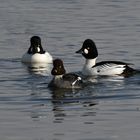 Schellenten   -   Bucephala clangula