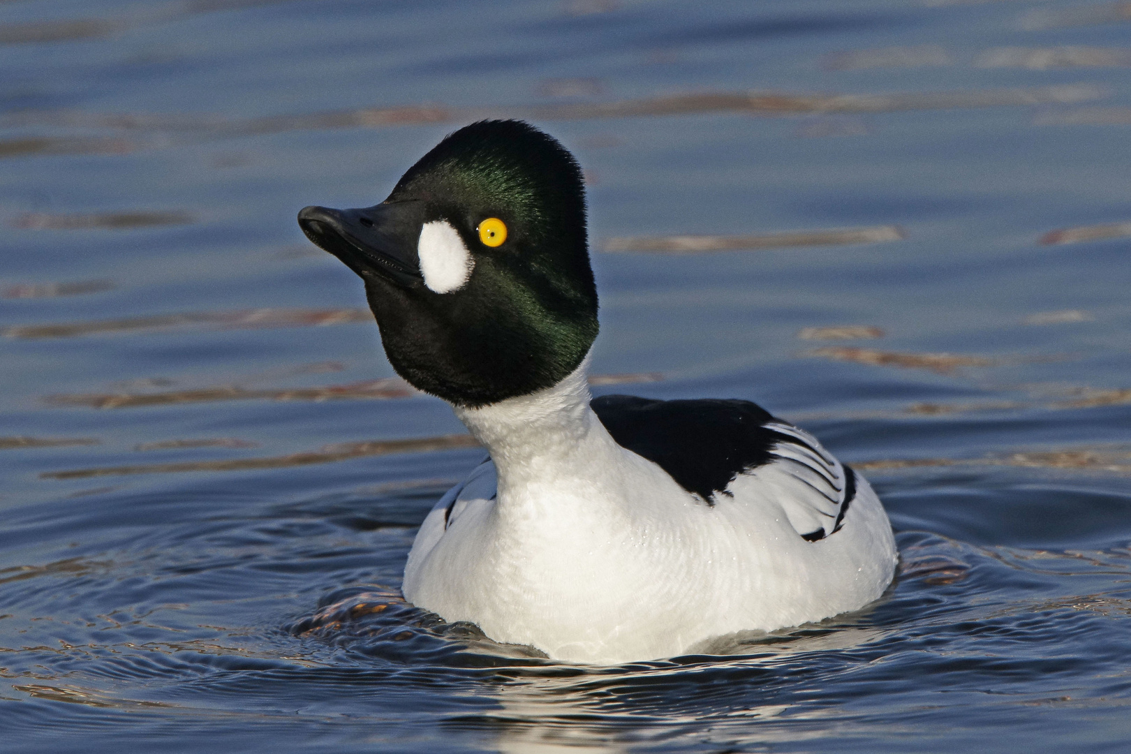 Schellenten-Erpel (Bucephala clangula)