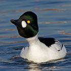 Schellenten-Erpel (Bucephala clangula)