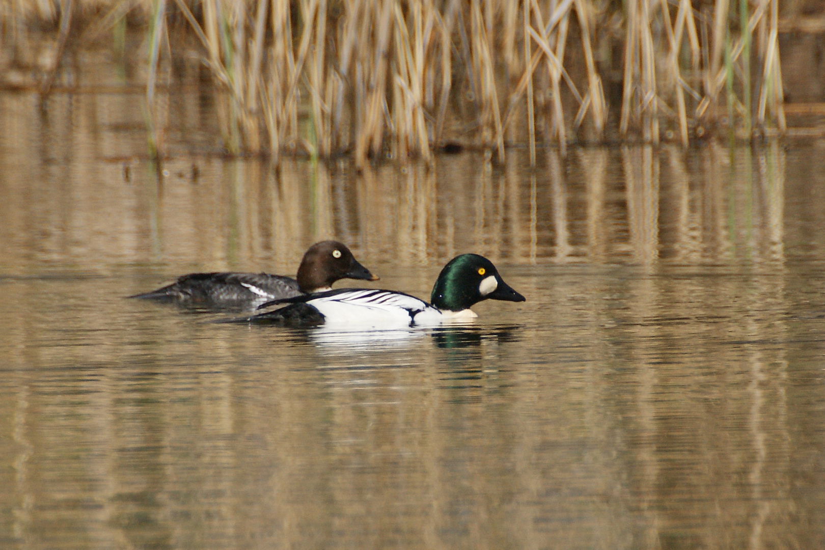 Schellenten-Paar (Bucephala clangula)