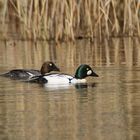 Schellenten-Paar (Bucephala clangula)