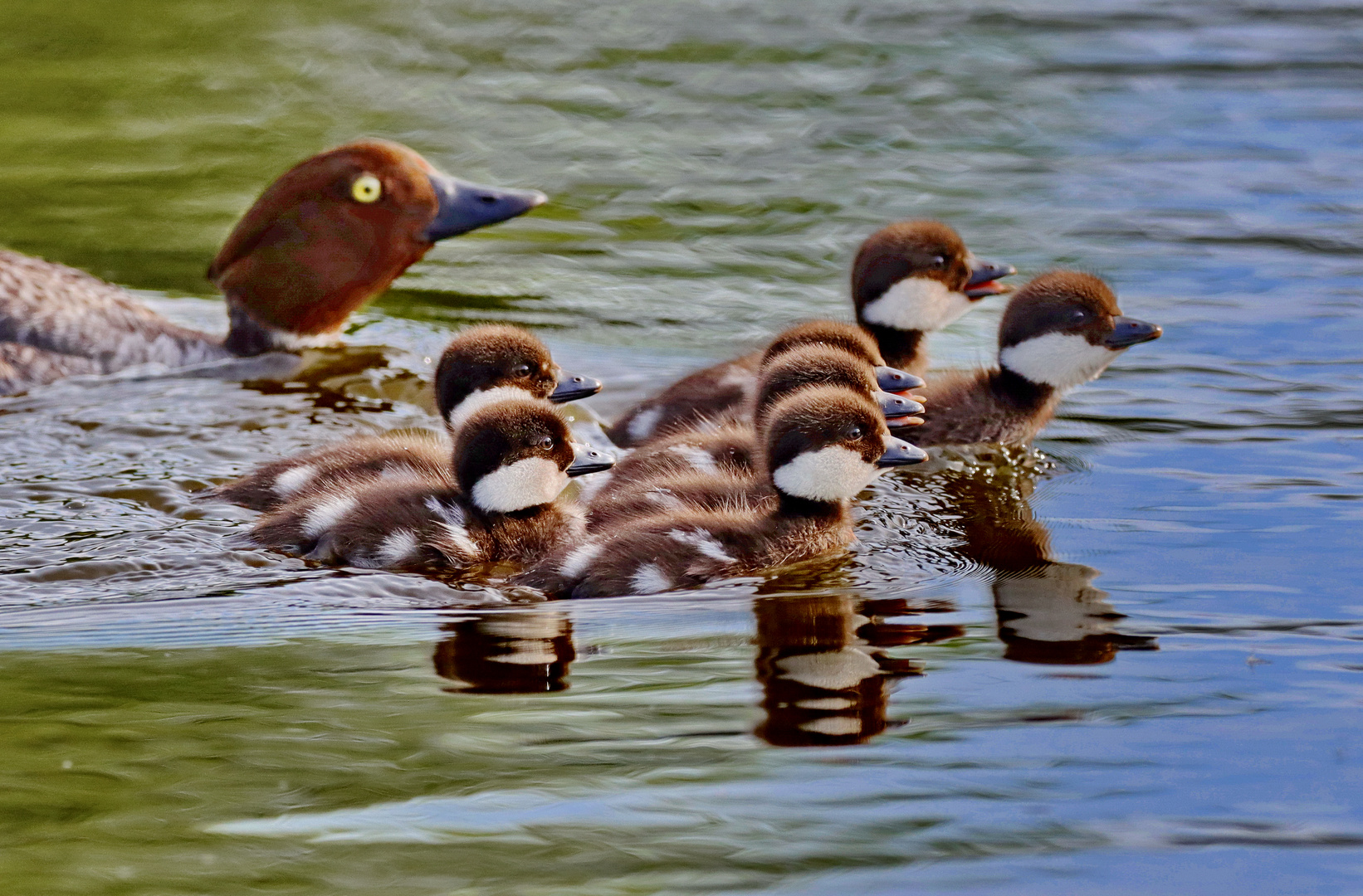 Schellentenfamilie...