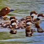 Schellentenfamilie...