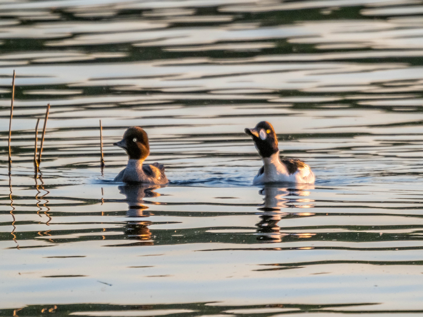 Schellentenpaar auf dem Müggelsee