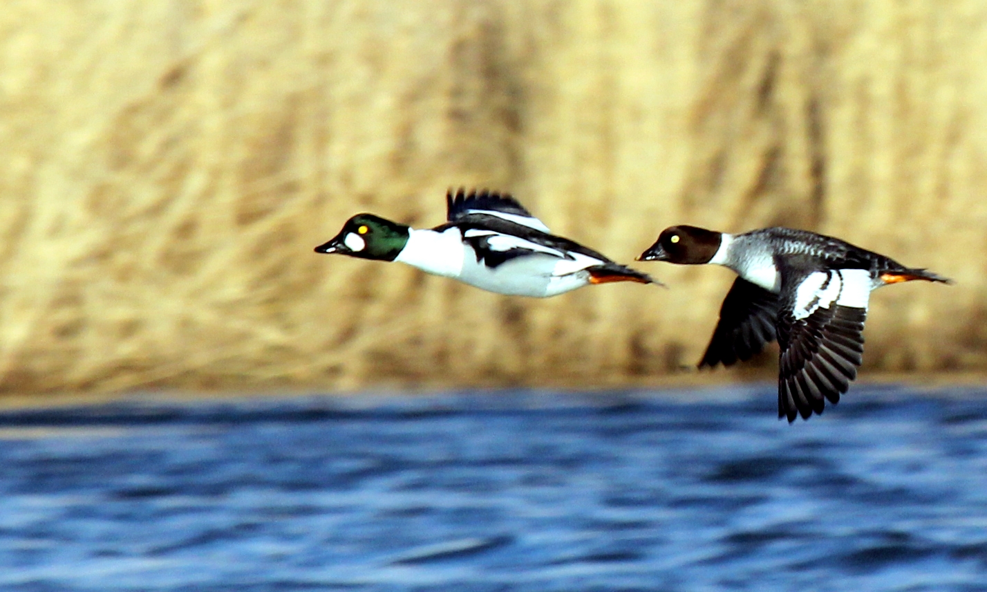 Schellentenpaar im Vorbeiflug