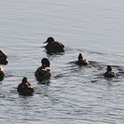 Schellenten/Stockenten am Wasser