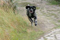 Scheller als der Wind