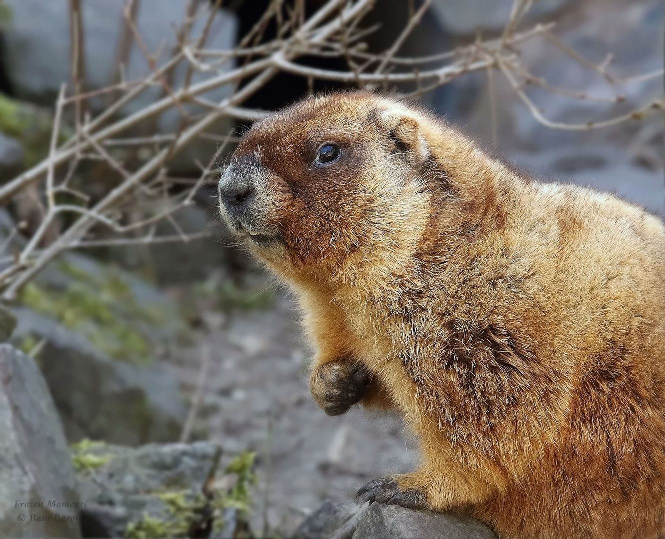 SCHELMISCH Foto & Bild natur, zoo, tiere Bilder auf