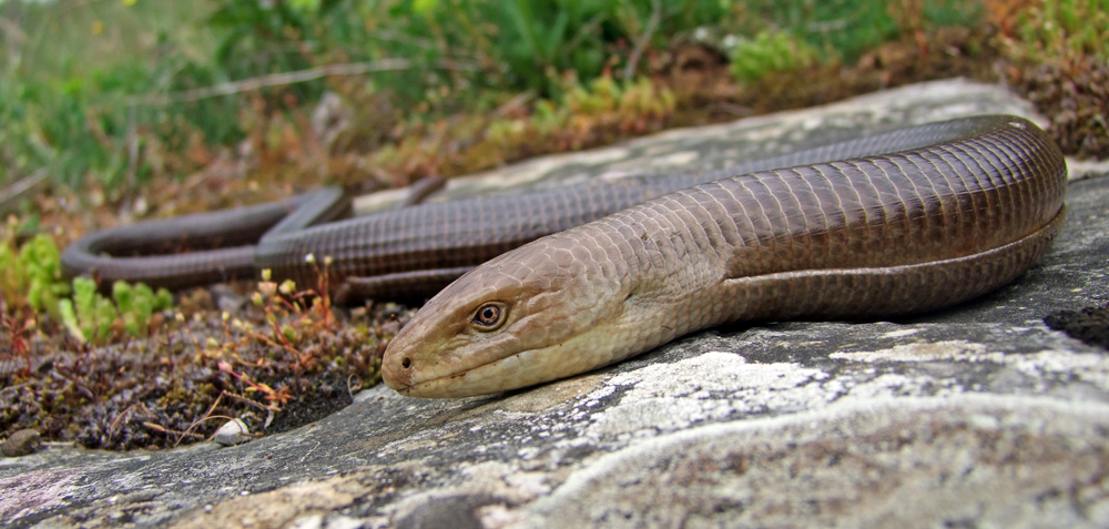 Scheltopusik ( Pseudopus apodus )