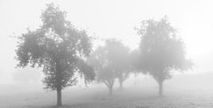 schemenhaft im Nebel