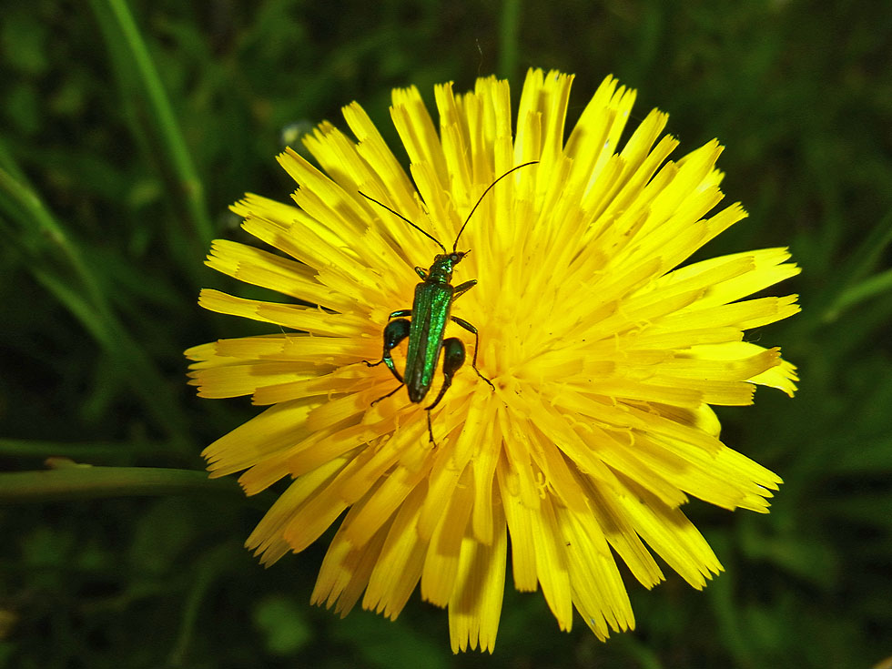 Schenkelbockkäfer