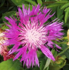 Schenkelkäfertreffen auf einer Flockenblume