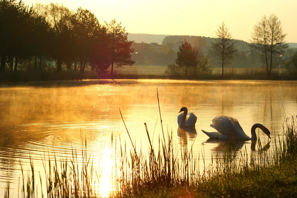 Scherauer Weiher