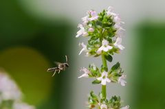 Scherenbiene (Osmia campanularum)