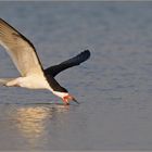 Scherenschnabel - Black Skimmer