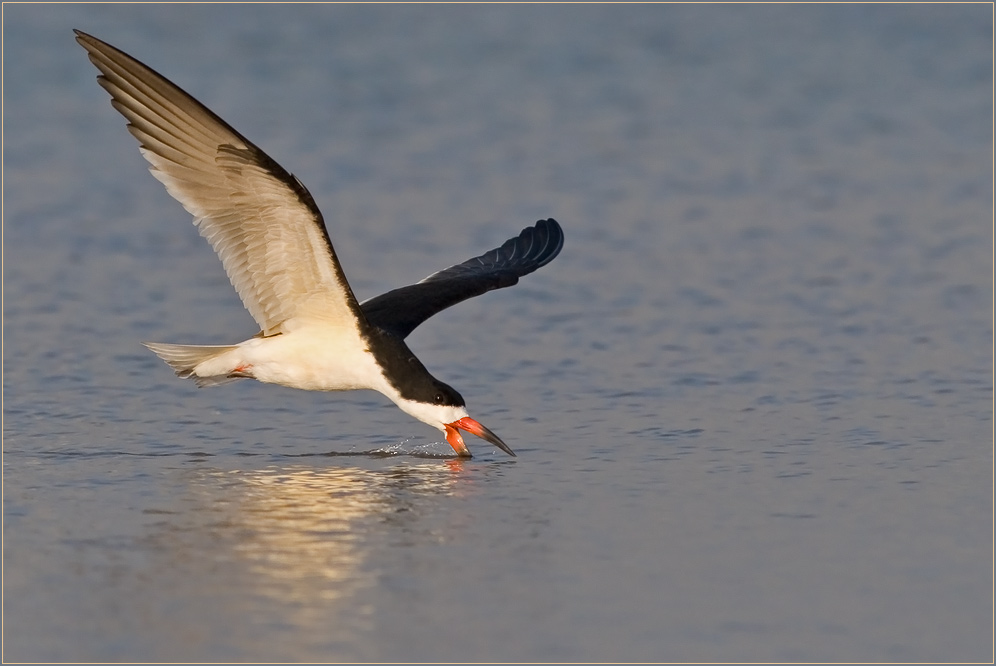 Scherenschnabel - Black Skimmer