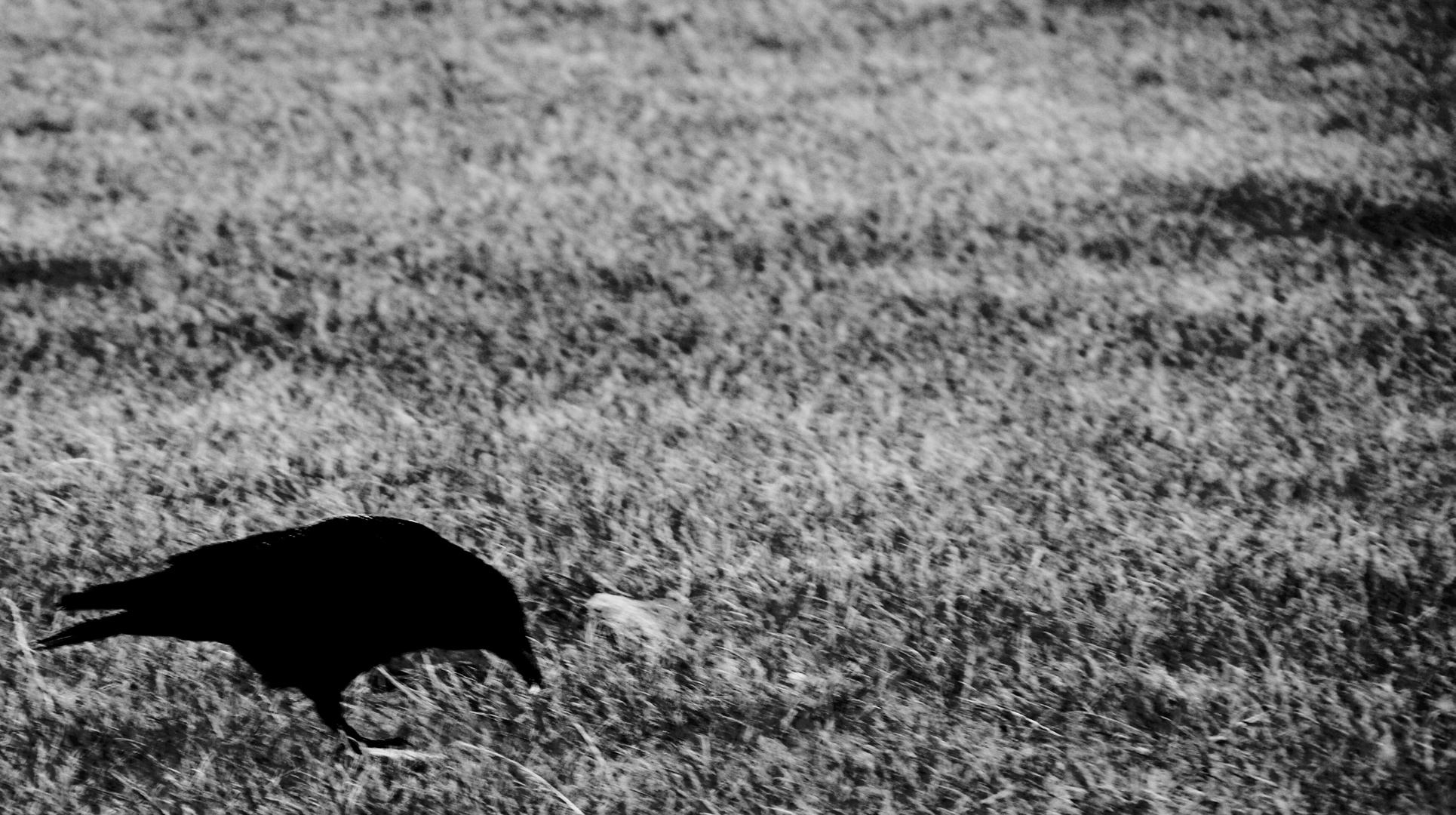 Scherenschnitt Foto & Bild tiere, natur Bilder auf