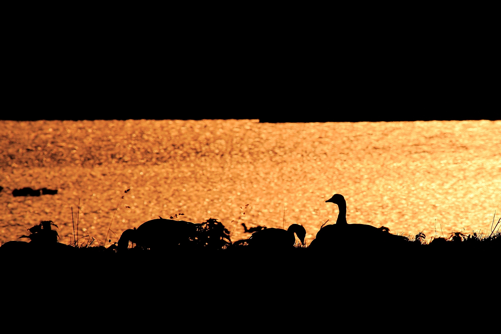 Scherenschnitt beim Sonnenuntergang