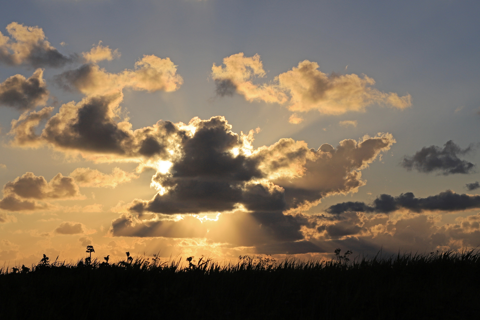 Scherenschnitt der Natur