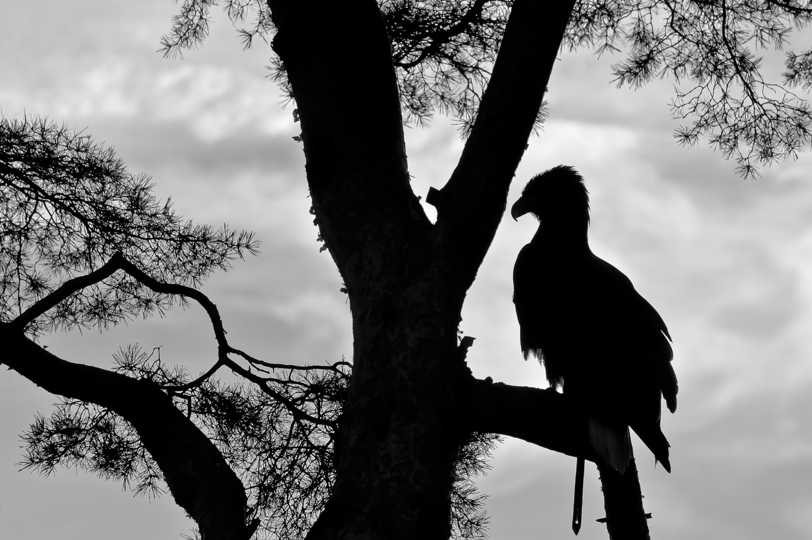 Scherenschnitt-Foto-Adler