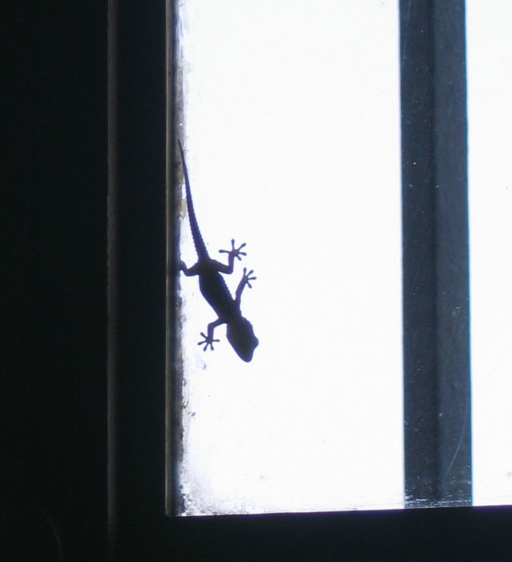 Scherenschnitt - Gecko