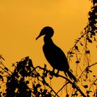 Scherenschnitt Kormoran