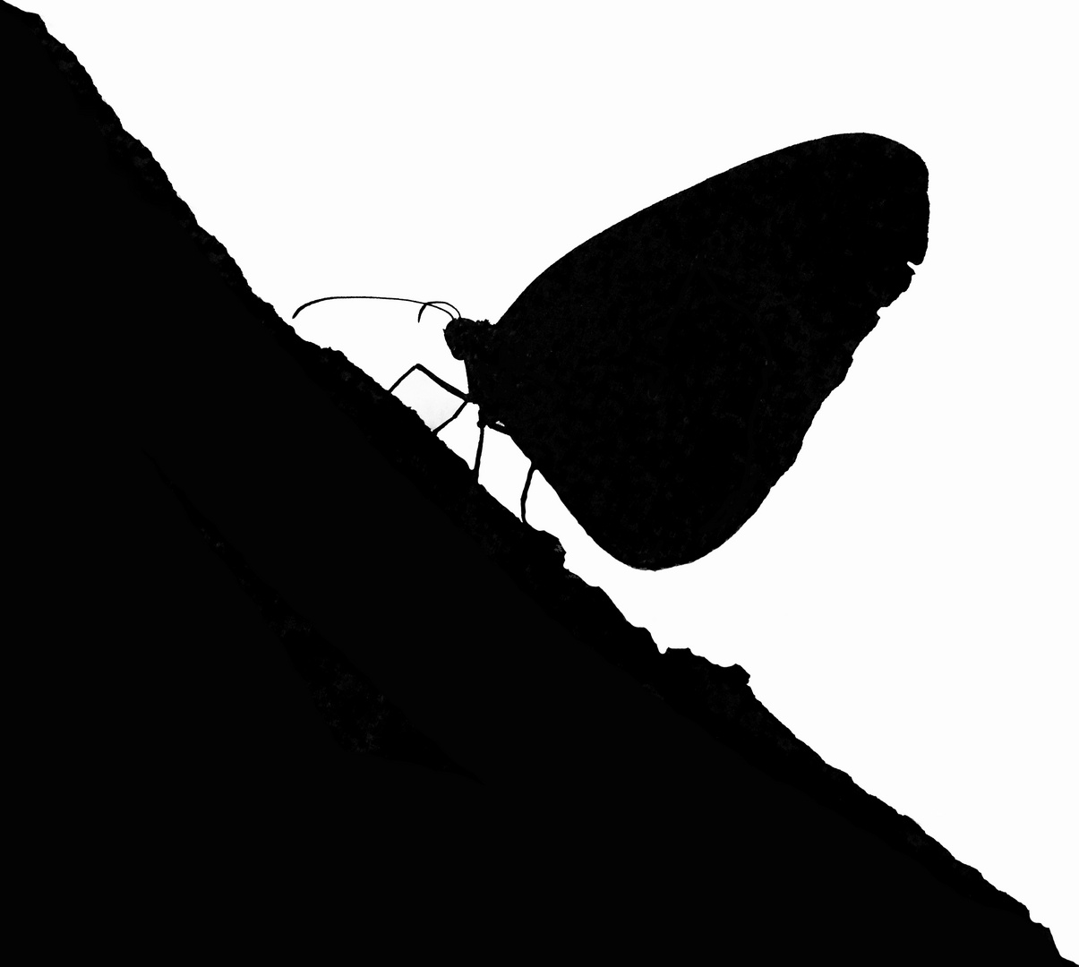 Scherenschnitt von einem Schmetterling Foto & Bild | tiere, tierdetails