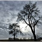 Scherenschnittartig zeigen sich uns die noch kahlen Bäume im Licht des Tages ,