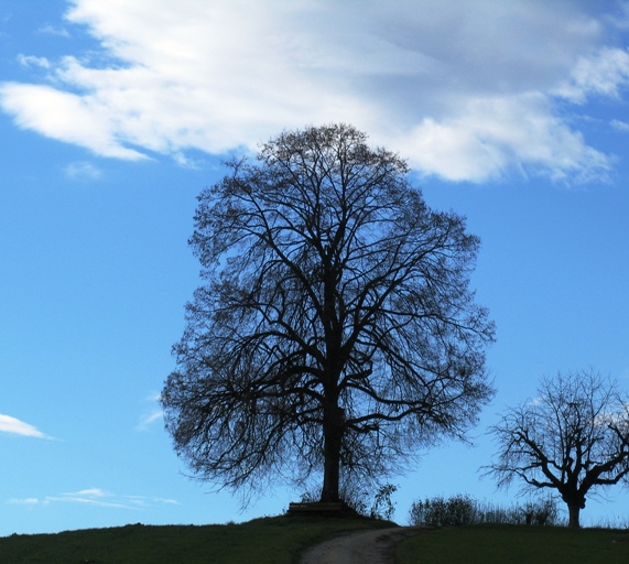 Scherenschnittbaum