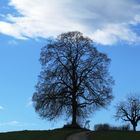 Scherenschnittbaum