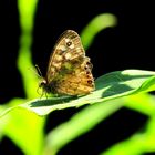 Schetterling im Lichtspiel