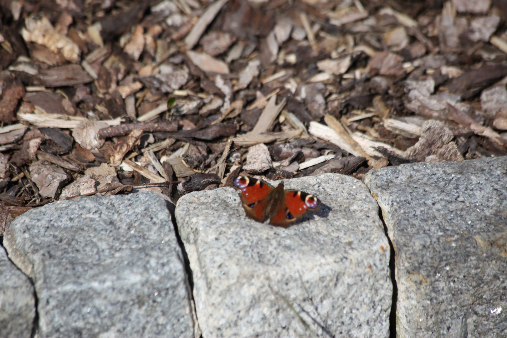 Schetterling in unser Garten.