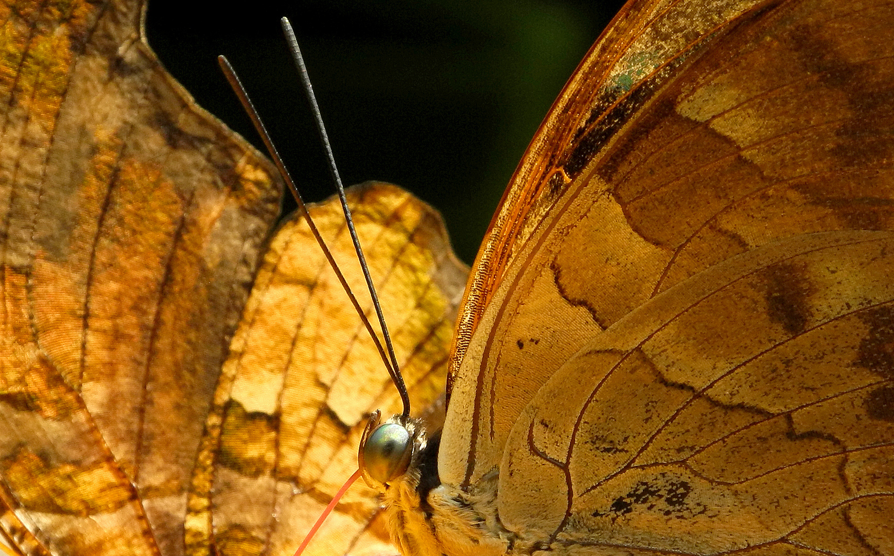 Schetterlingsauge2940