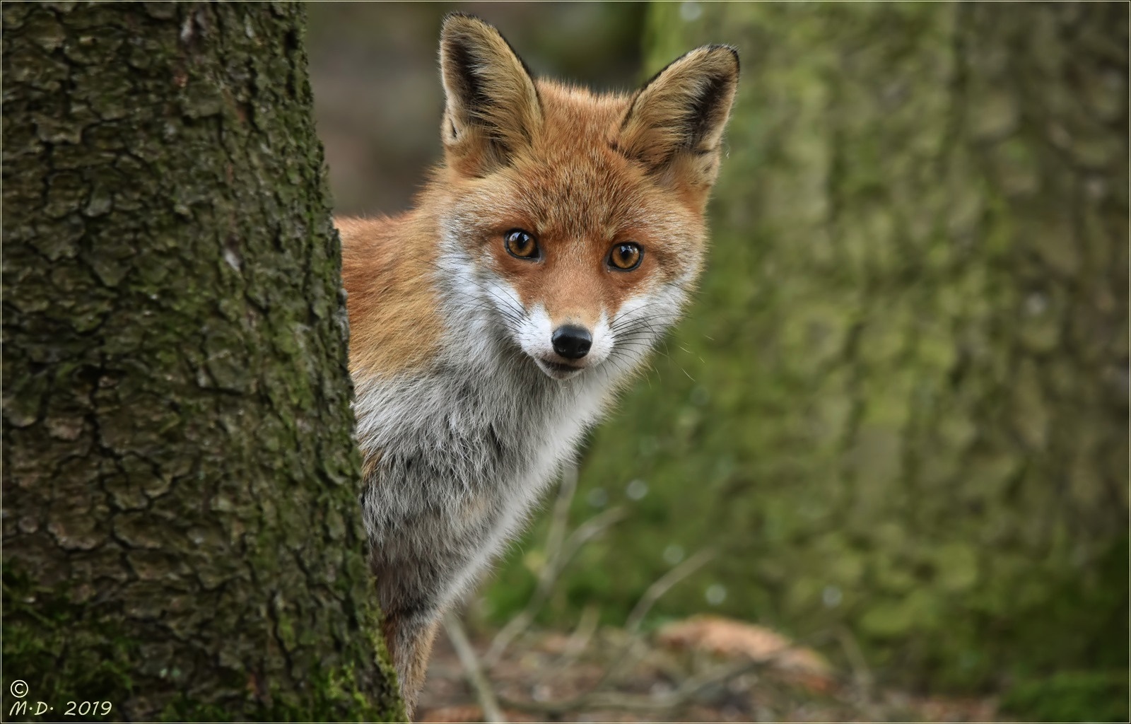 Scheu schaute Foxi in die Kamera ...