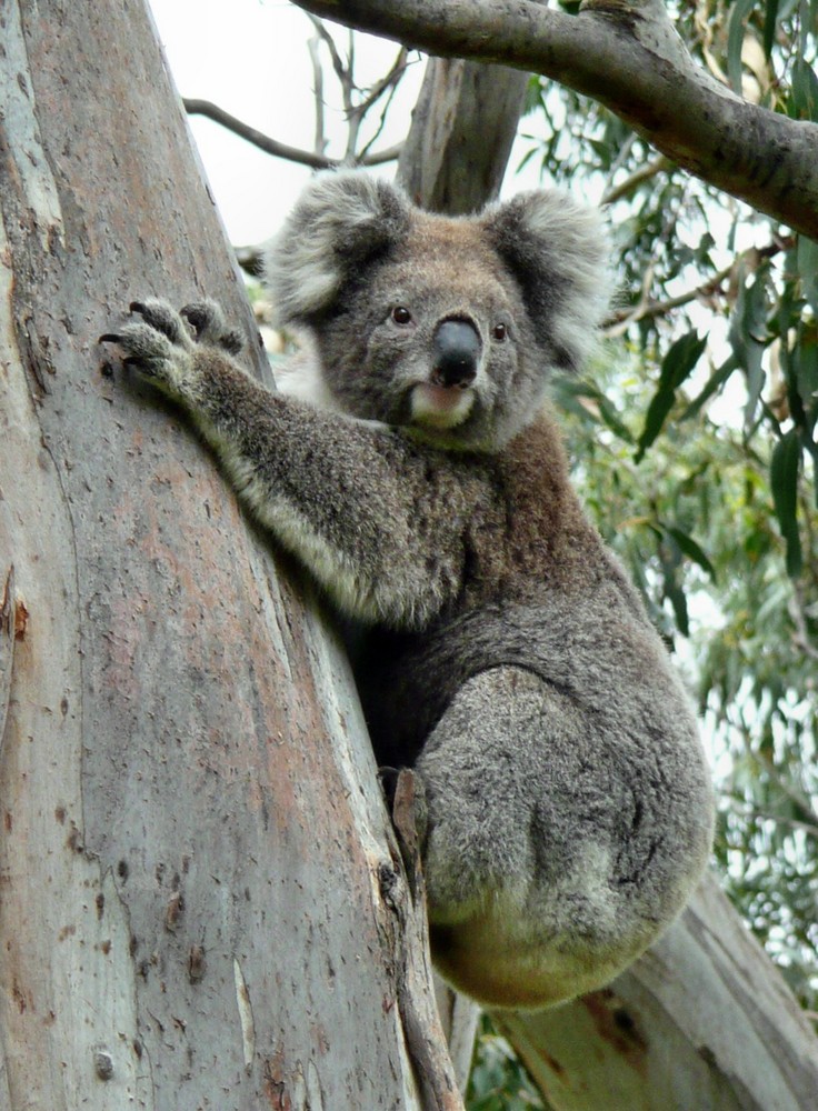 Scheu und in der freien Natur nur selten zu sehen: der Koala-Bär, Australien