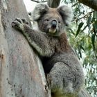 Scheu und in der freien Natur nur selten zu sehen: der Koala-Bär, Australien