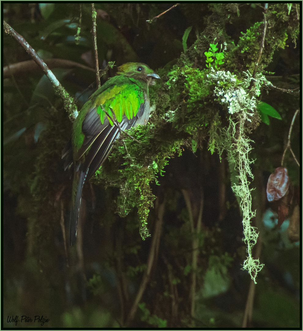 Scheu und versteckt: Quetzal (Costa Rica)