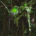 Scheu und versteckt: Quetzal (Costa Rica)