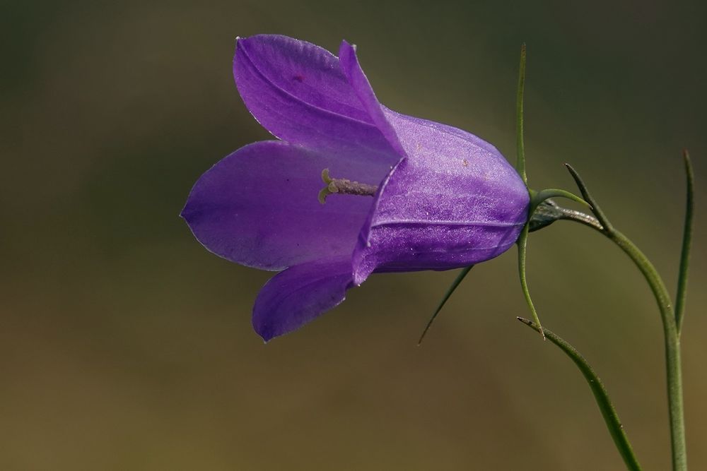 Scheuchzers Glockenblume