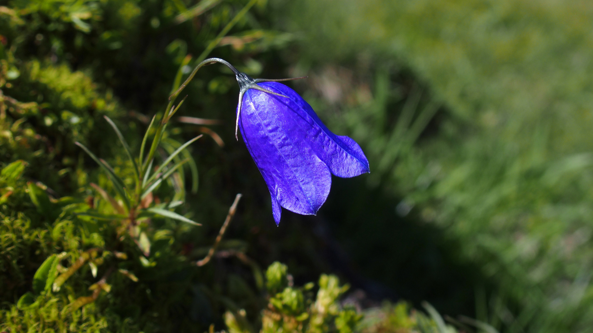 Scheuchzers Glockenblume 'Campanula scheuchzeri'