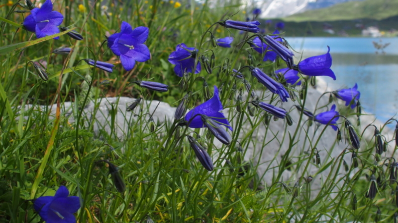 Scheuchzers Glockenblume 'Campanula scheuchzeri'